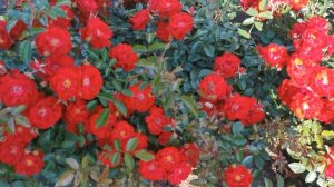 Роза Аустриана Austriana