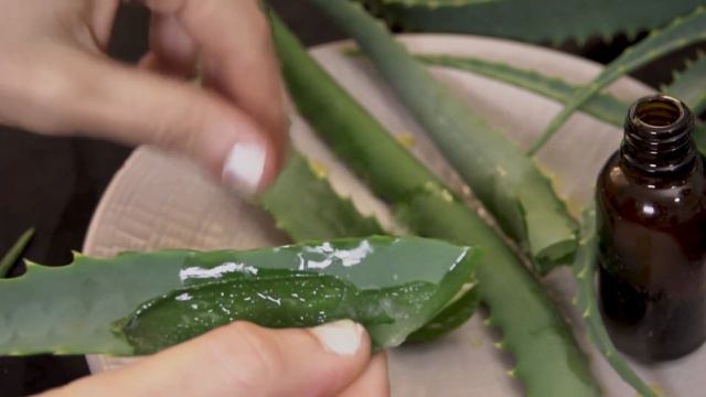 BEST WAY TO PEEL AND STORE ALOE VERA PLANTS - How To Harvest Aloe Vera Plants Step By Step смотреть онлайн