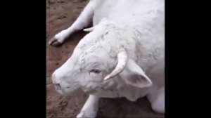 ТОП 10 САМЫХ БОЛЬШИХ БЫКОВ РОССИИ. Оптовые продажи быков, коров, телят.