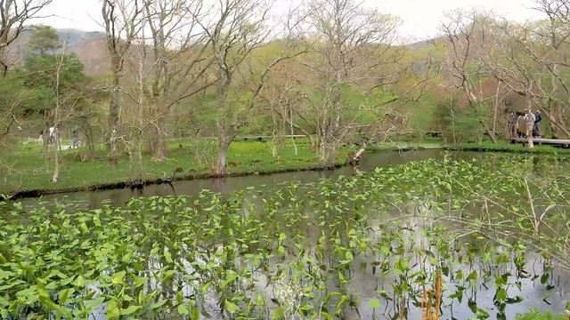 Marsh plants of Japan. Hakone Botanical Garden of Wetlands 2023 Spring. 春の箱根湿生花園 #wetland смотреть онлайн