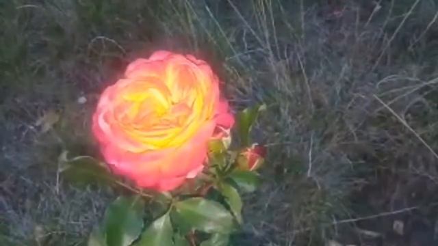 Цветы Вечером смотреть онлайн