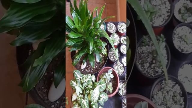Keeping indoor plants healthy?/Dracaena Janet Craig?/succulents? contd смотреть онлайн