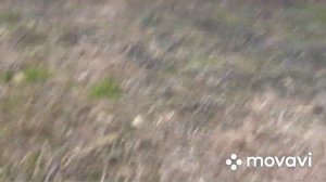 ПРОСТАЯ ЛОВУШКА НА КУРОПАТКУ И МЕЛКУЮ ПТИЦУ !!!