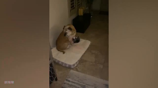 смешные животные)))))