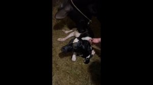 Нетель перед отёлом/Отёл/ Как раздоить первотёлку?/Первая дойка аппаратом/