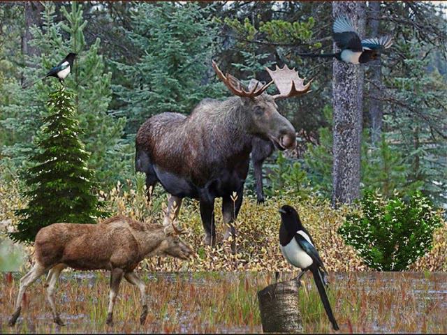 Как медведь сам себя напугал. Чтение рассказа Николая Сладкова смотреть онлайн