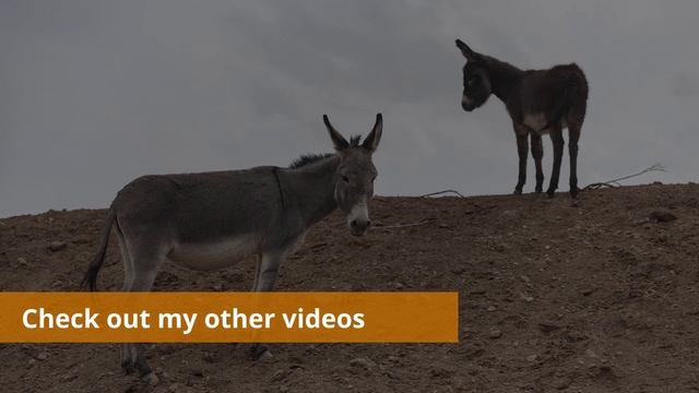 Mule vs donkey sounds. Difference between donkey and mule. смотреть онлайн
