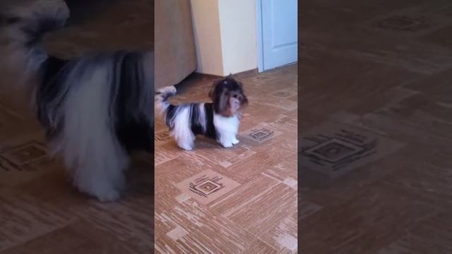 бивер йоркширский терьер, девочка 9 мес. - ПРОДАЕТСЯ!!! смотреть онлайн