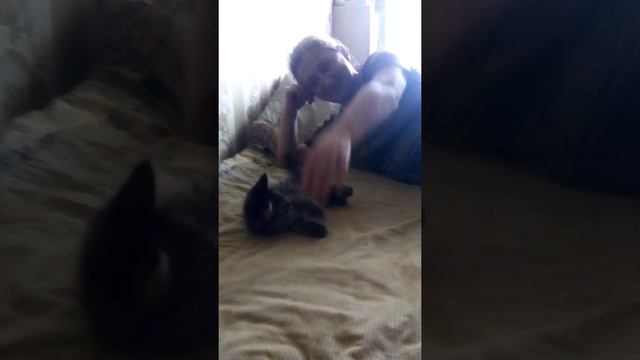 Котенок встал на задние лапы смотреть онлайн