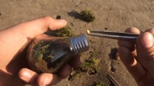 ?СДЕЛАЛ ВЕЧНЫЙ ТЕРРАРИУМ ИЗ ЛАМПОЧКИ.