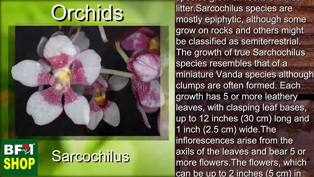 (Sarcochilus) Orchids Gallery Malaysia at BF1 смотреть онлайн