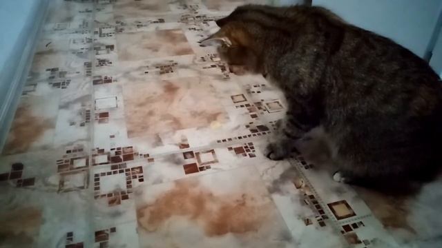 Кошка блюет смотреть онлайн