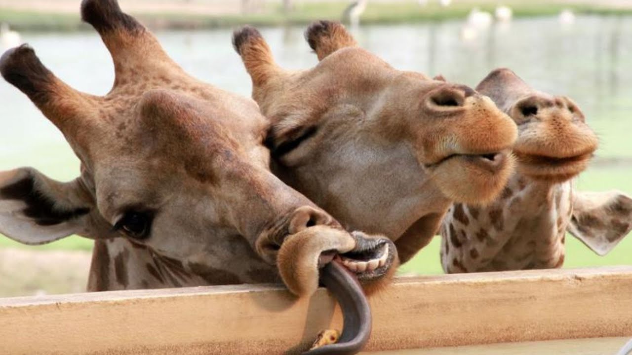 Я РЖАЛ ЦЕЛЫЙ ЧАС |СМЕШНЫЕ ЖИВОТНЫЕ |ЛУЧШИЕ ПРИКОЛЫ