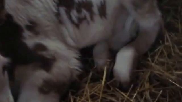 Бычок симментальской породы смотреть онлайн