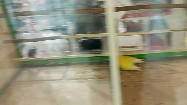 как отличить больных попугаев от здоровых. И в чём опасность больных попугаев смотреть онлайн