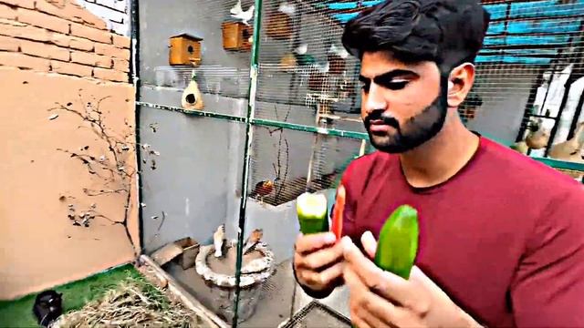 Copines Ft. New Rabbit House ??? Shehr Main Dihat #youtube #petsvlog #pets