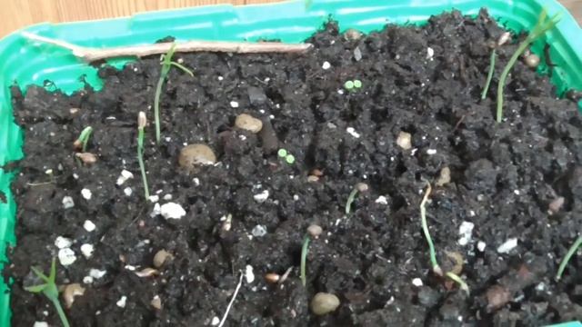 Выращивание японской сосны / первые ростки смотреть онлайн