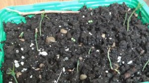 Выращивание японской сосны / первые ростки