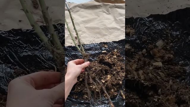 Саженец Роза Блоссом баблс от гардемарт смотреть онлайн