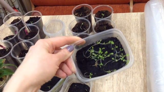 Пикировка петунии смотреть онлайн