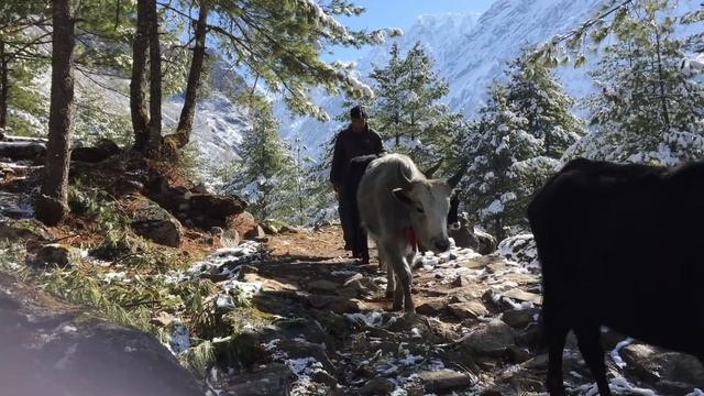 Dzo (yak/cow Crossbreed) In The Tsum Valley