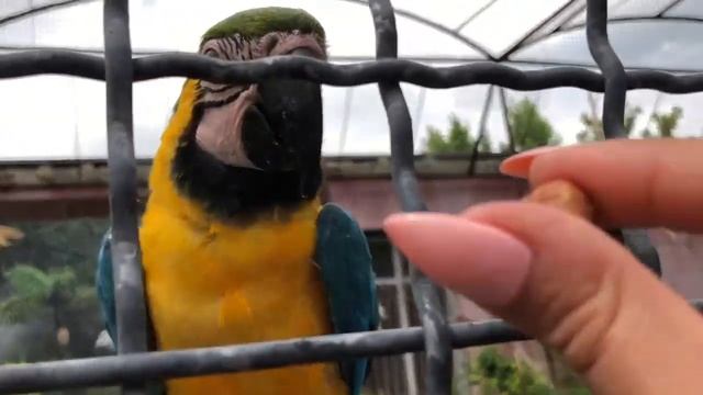 Попугаи Ара любят гостинцы! смотреть онлайн
