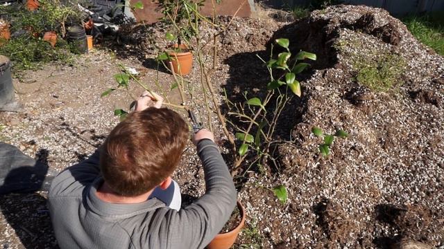 POTARE GLI AGRUMI - AGRUMI LENZI