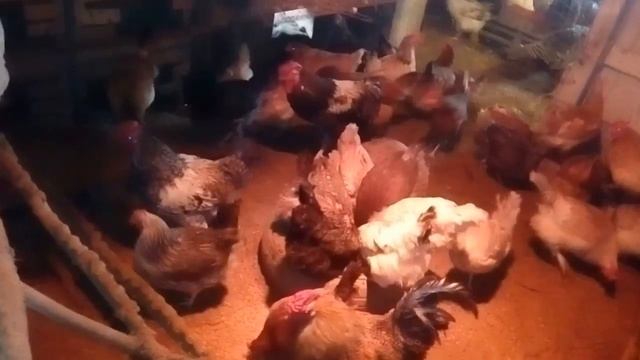 Поборол расклёв яйца у кур смотреть онлайн