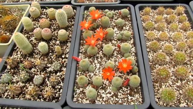 Обзор цветущих кактусов смотреть онлайн