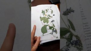 Заполнение травника!