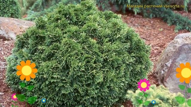 Туя западная Груне Кугел. Краткий обзор, описание характеристик thuja plicata Grune Kugel смотреть онлайн