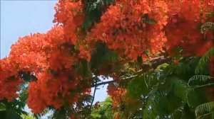 ОГНЕННОЕ ДЕРЕВО - ДЕЛОНИКС КОРОЛЕВСКИЙ.