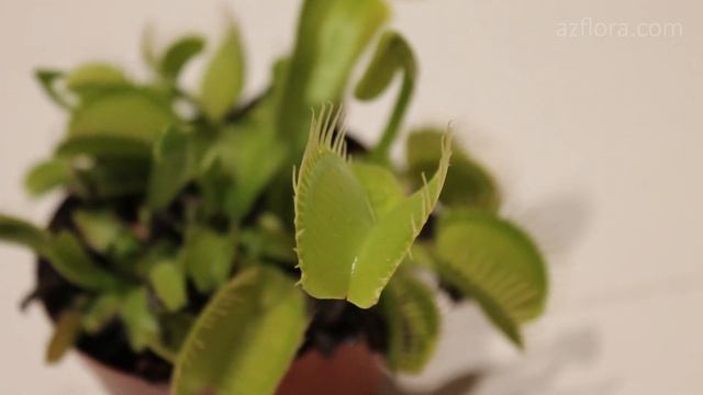 VENUS FLYTRAP CARE CONDITIONS | Feeding the plant смотреть онлайн