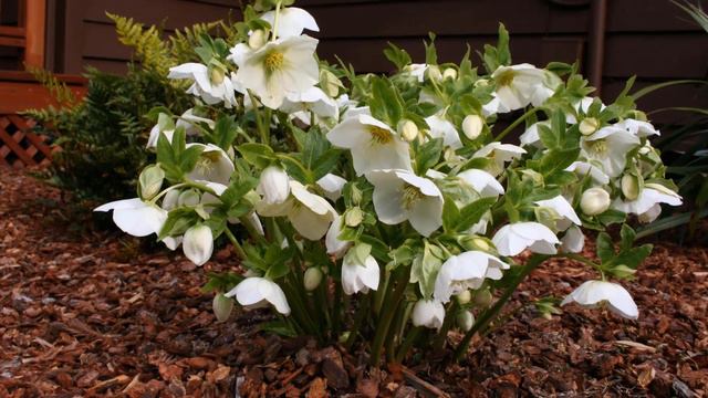 Whys & Hows of Hellebores (Christmas, Winter or Lenten Rose) Care, Planting Tips & Preferences. смотреть онлайн