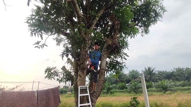 Prune Mango Trees Using Husqvarna T435 One Hand Chainsaw Part 1 смотреть онлайн