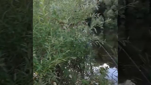 рыбалка Домодедово речка смотреть онлайн