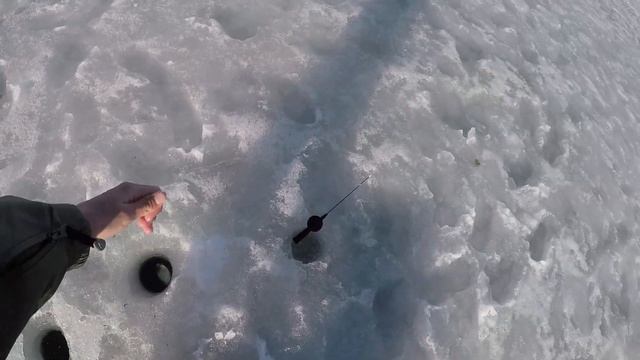 Вот почему нельзя ловить одному на три удочки со льда | Бешенный клёв плотвы смотреть онлайн