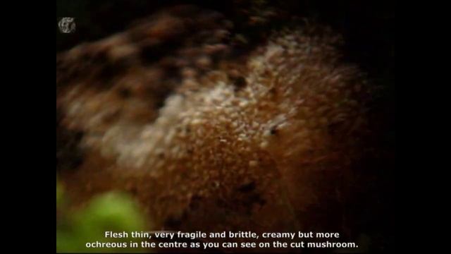 Tarzetta catinus. Champimaginatis. English Text. смотреть онлайн