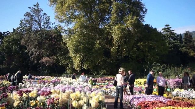 Выставка хризантем в Никитском саду 2012 - HD.avi смотреть онлайн