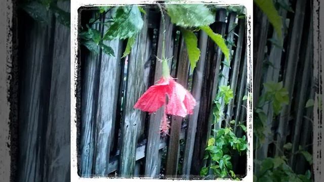The flowers on 'Veitch's Blue' Globe Thistle appear to almost glow in the dim evening light. #glob смотреть онлайн