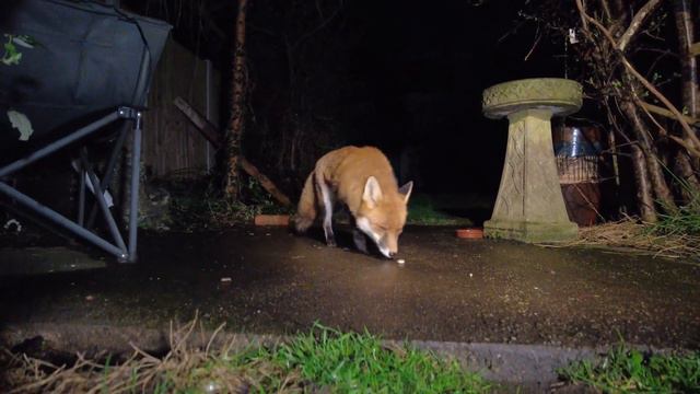 Beautiful Mrs Fox in 4K смотреть онлайн