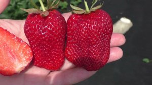 ЛИНОСА ремонтантный сорт клубники