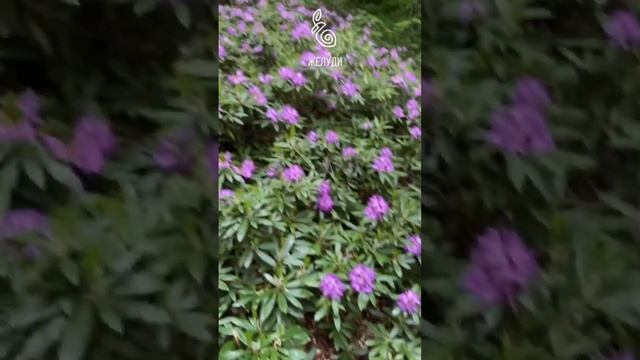 Цветение рододендрона понтийского в природе смотреть онлайн
