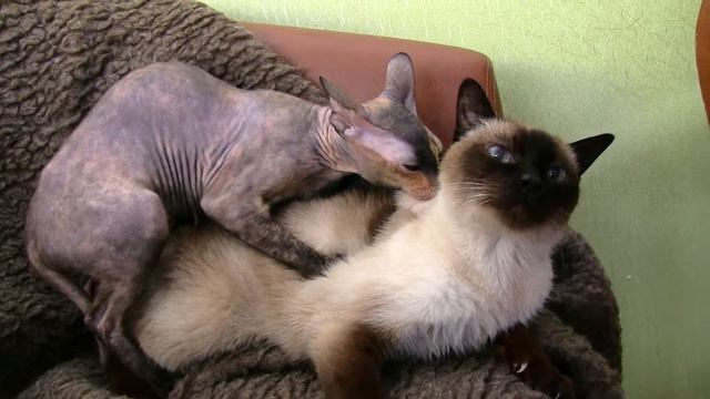 Canon LEGRIA HF G 10 ,,кошачьи странности,, смотреть онлайн