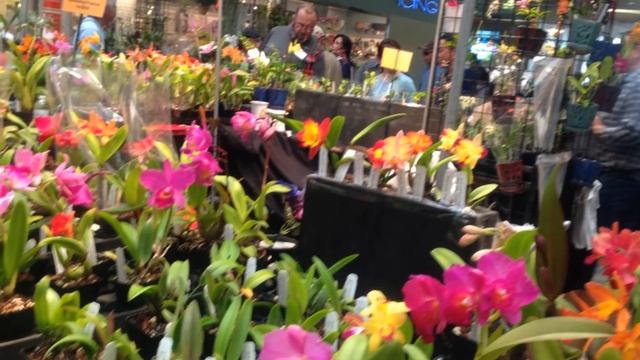 Orchid show 2014 смотреть онлайн