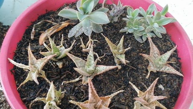 Aloe Pink Blush Cuidados Donsuculento