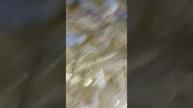 Кормление голубей смотреть онлайн