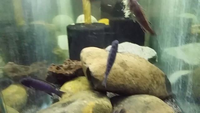 Tropheops sp. "Elongatus Boadzulu" смотреть онлайн