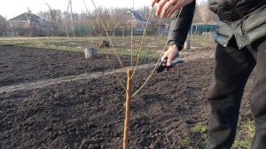 Простая обрезка ПЕРСИКА Весной. 1 год. (Формировка чашей)