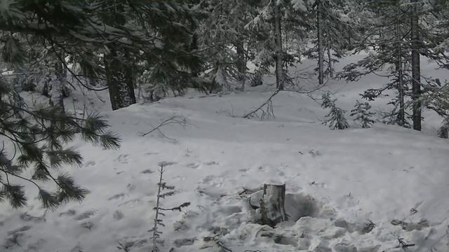 Охота на большого медведя с подхода. Охота в Сибири, Хамар-Дабан смотреть онлайн